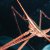 Animales Marinos &raquo; Crustaceos